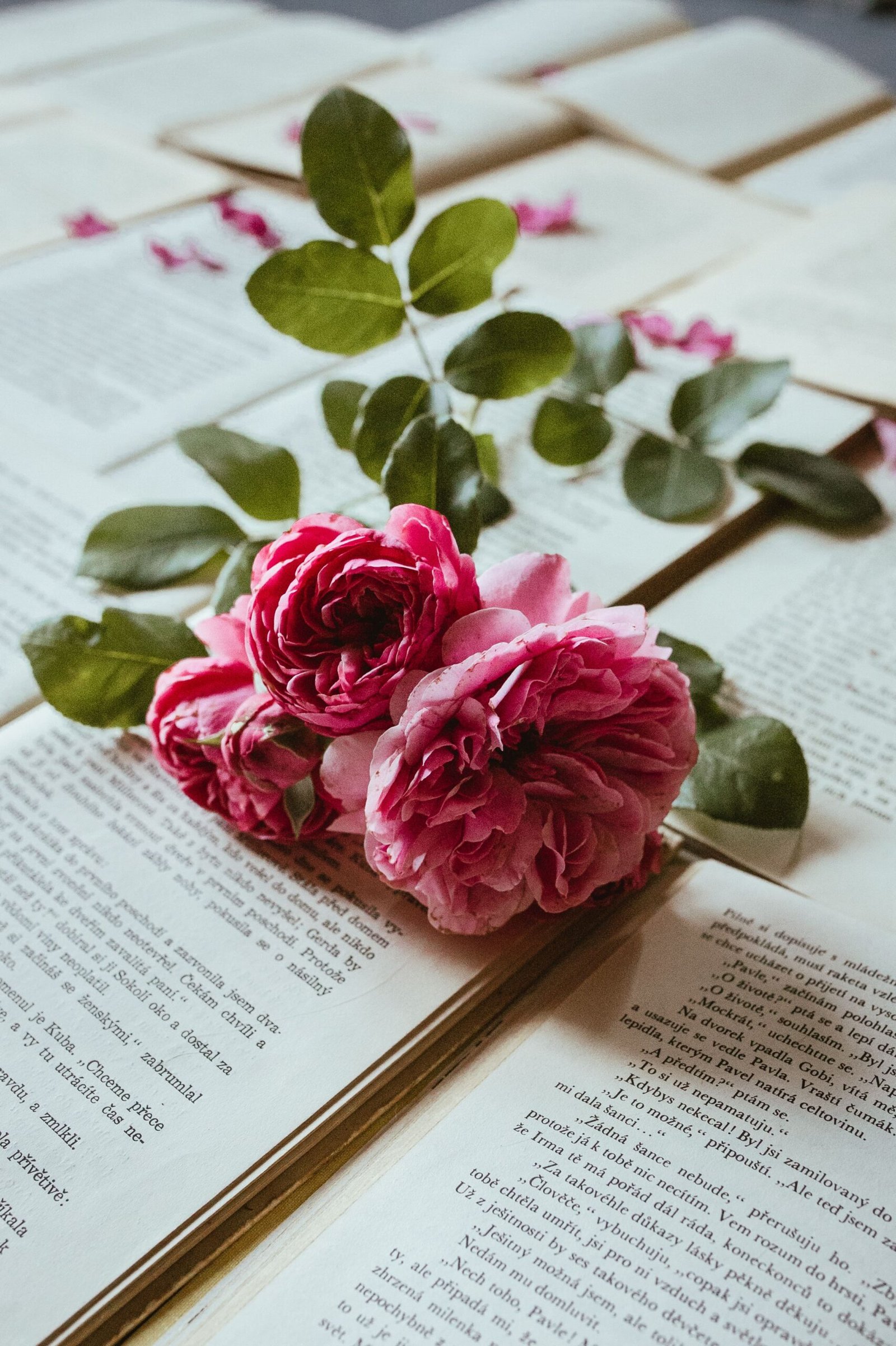 Pink roses resting on an open book